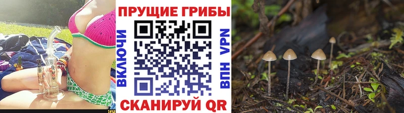 Галлюциногенные грибы MAGIC MUSHROOMS  купить   Волгоград 